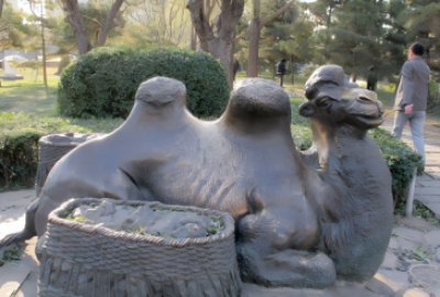 公園里的純銅鑄造駱駝，臥地休息的駱駝銅雕
